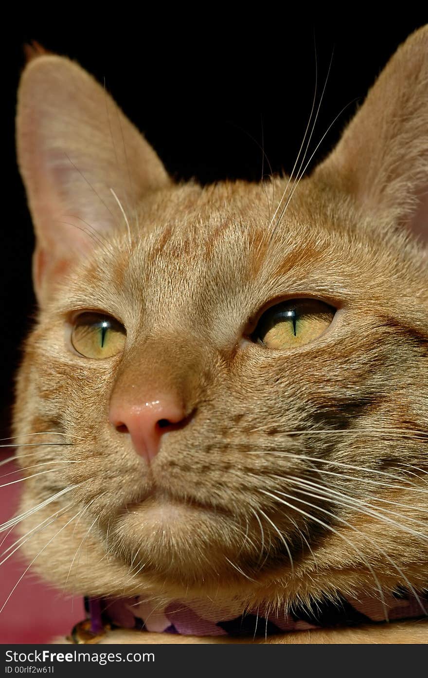 Handsome red tabby cat close-up portrait