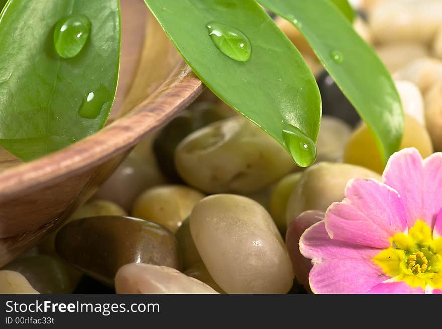 Waterdrops and flower