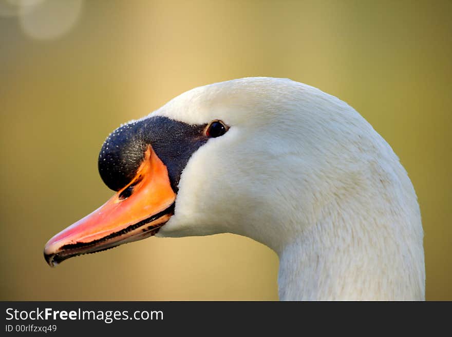 The head of a white swan