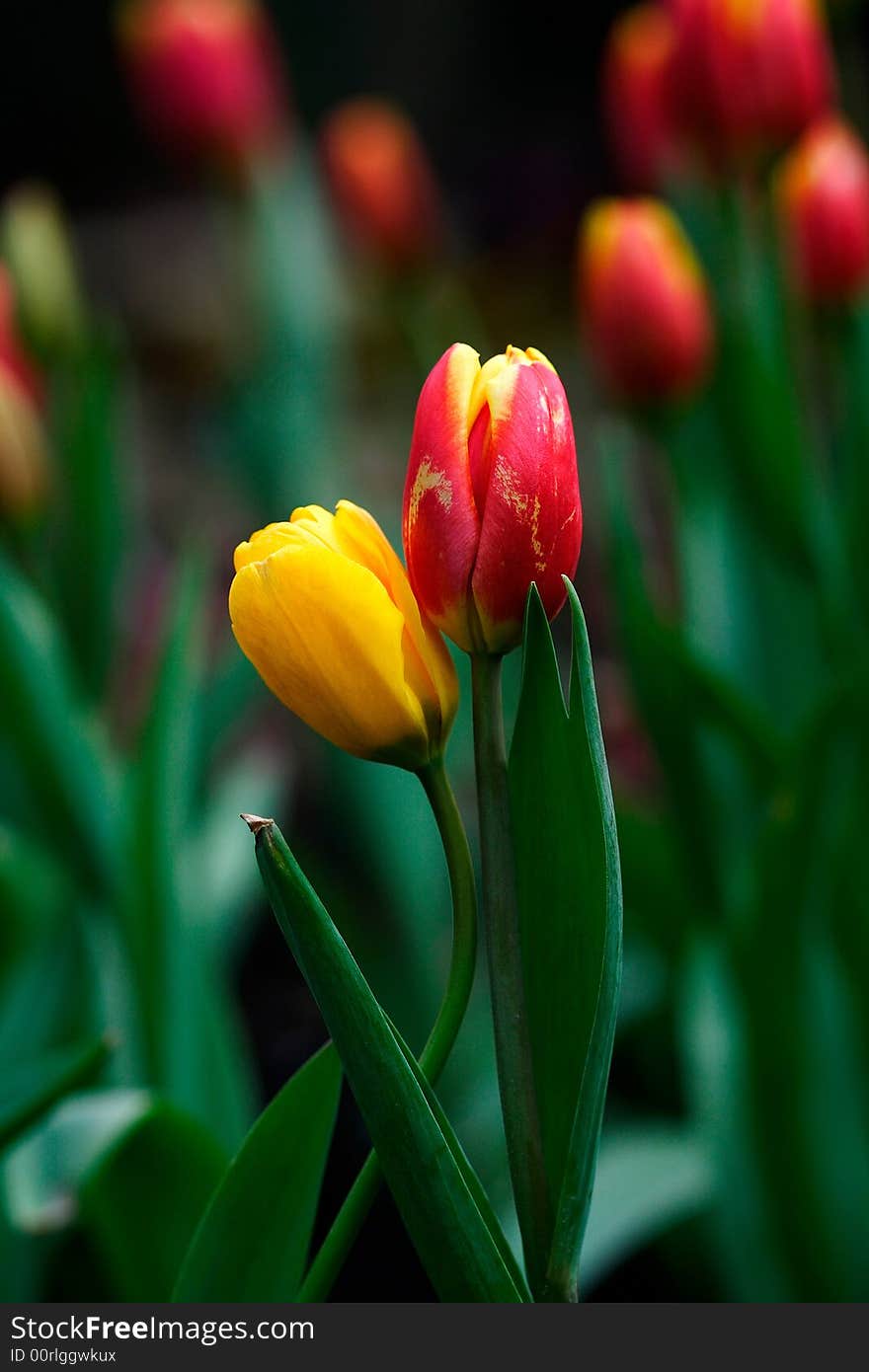 There are two tulips .One yellow ,one red.They are very  beautiful. There are two tulips .One yellow ,one red.They are very  beautiful.