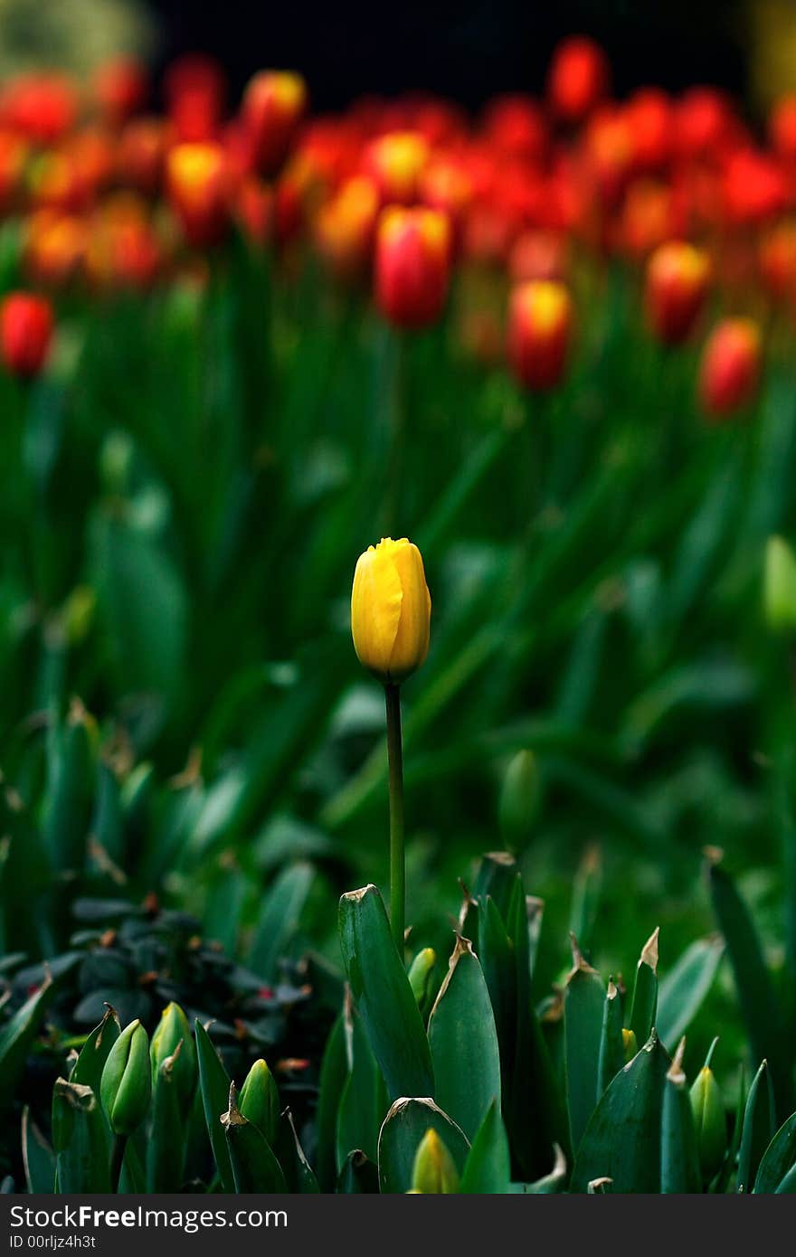 One  yellow tulip