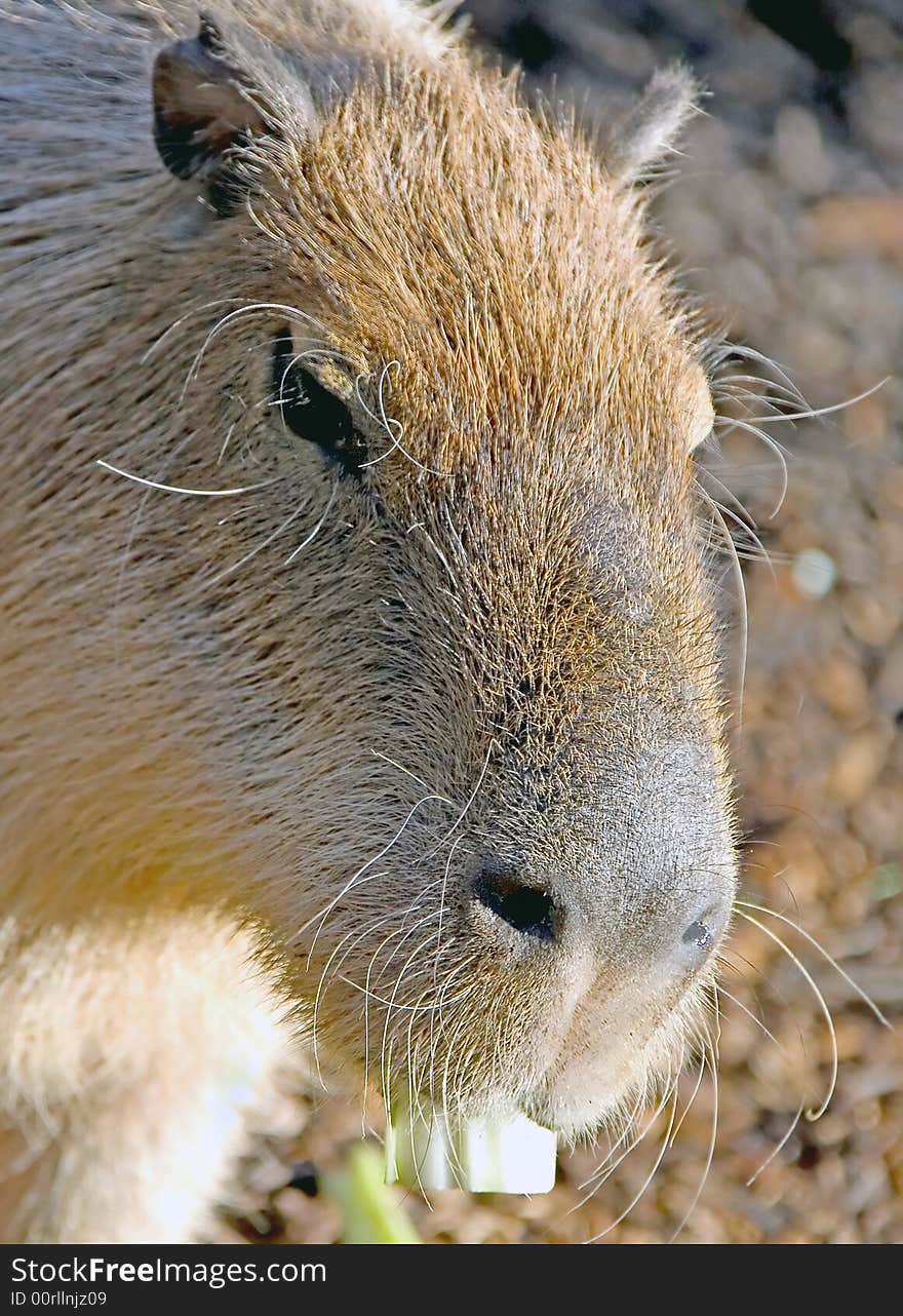 Capybara 4