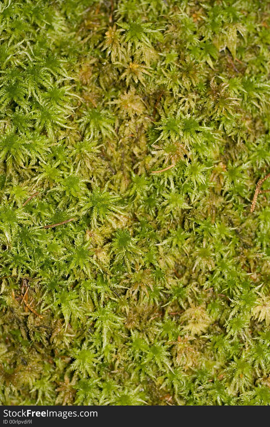 Natural Moss background texture image