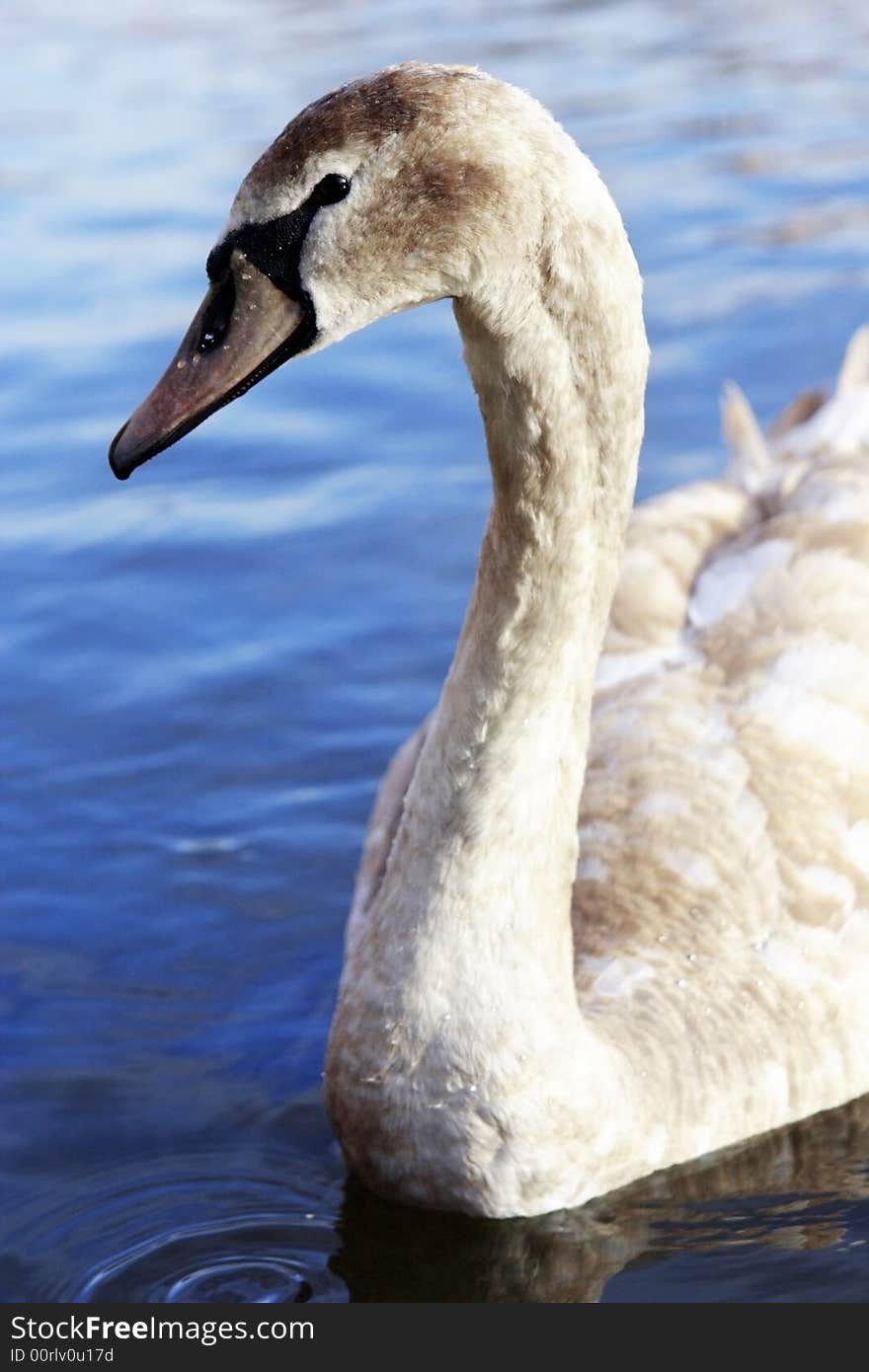 Very young swan with brown plumage