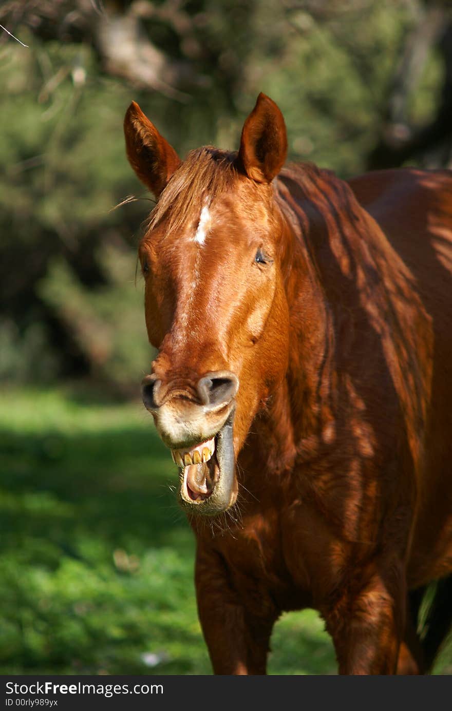 A horse brown laughs, is happy. A horse brown laughs, is happy