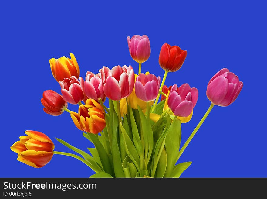 A bright, colorful view of fresh spring tulips isolated on a medium blue background. A bright, colorful view of fresh spring tulips isolated on a medium blue background.