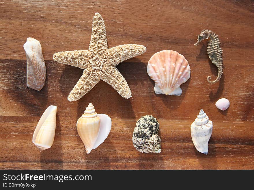 Starfish, conch and mussel on wooden background. Starfish, conch and mussel on wooden background