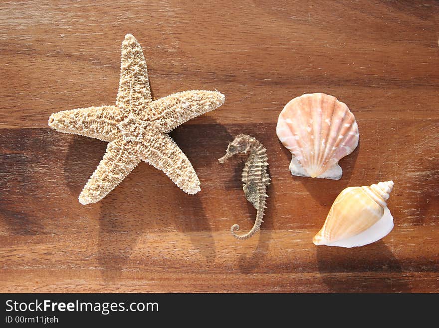 Starfish, conch and mussel on wooden background. Starfish, conch and mussel on wooden background