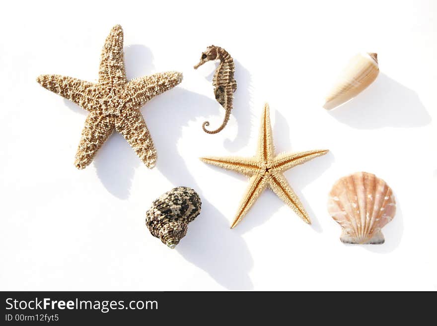 Starfish, conch and mussel on white background. Starfish, conch and mussel on white background