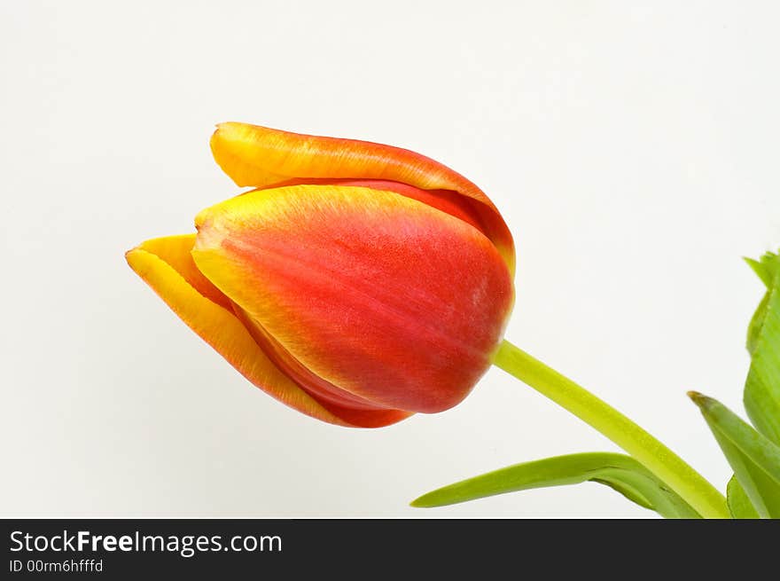 A bright, colorful view of fresh spring tulip blossom isolated on a white background. A bright, colorful view of fresh spring tulip blossom isolated on a white background.