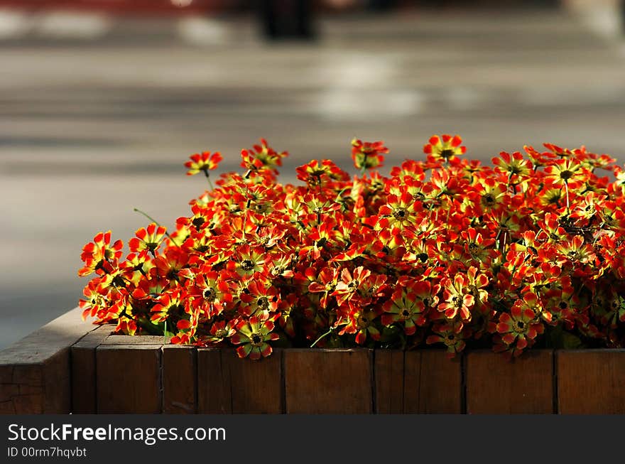 Flower in sunshine, plastic flower, winter