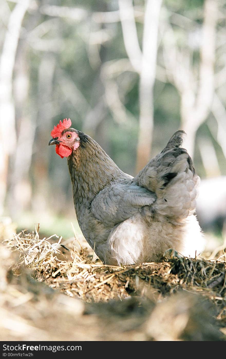 A single grew colored chicken standing in straw. A single grew colored chicken standing in straw