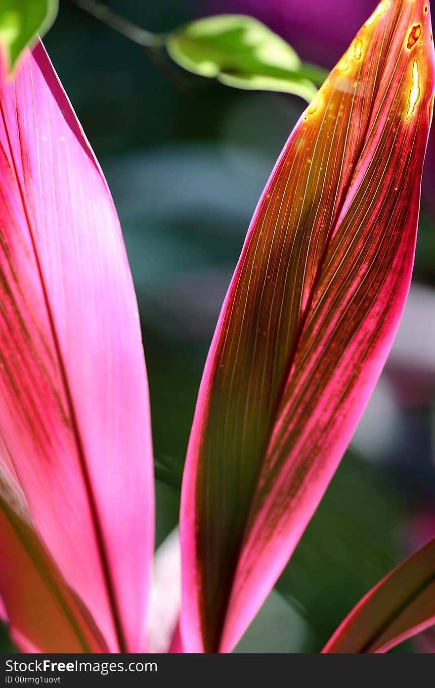 Beautiful red leaves in sun light