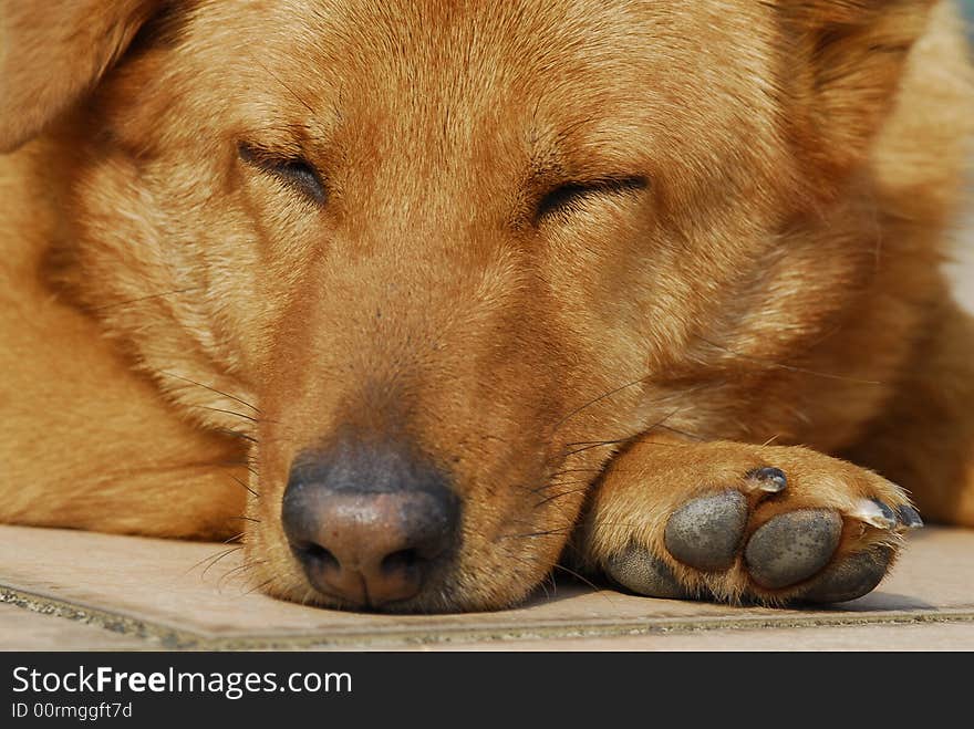 Close up of a sleeping dog, snoozing in the winter sunshine. Close up of a sleeping dog, snoozing in the winter sunshine