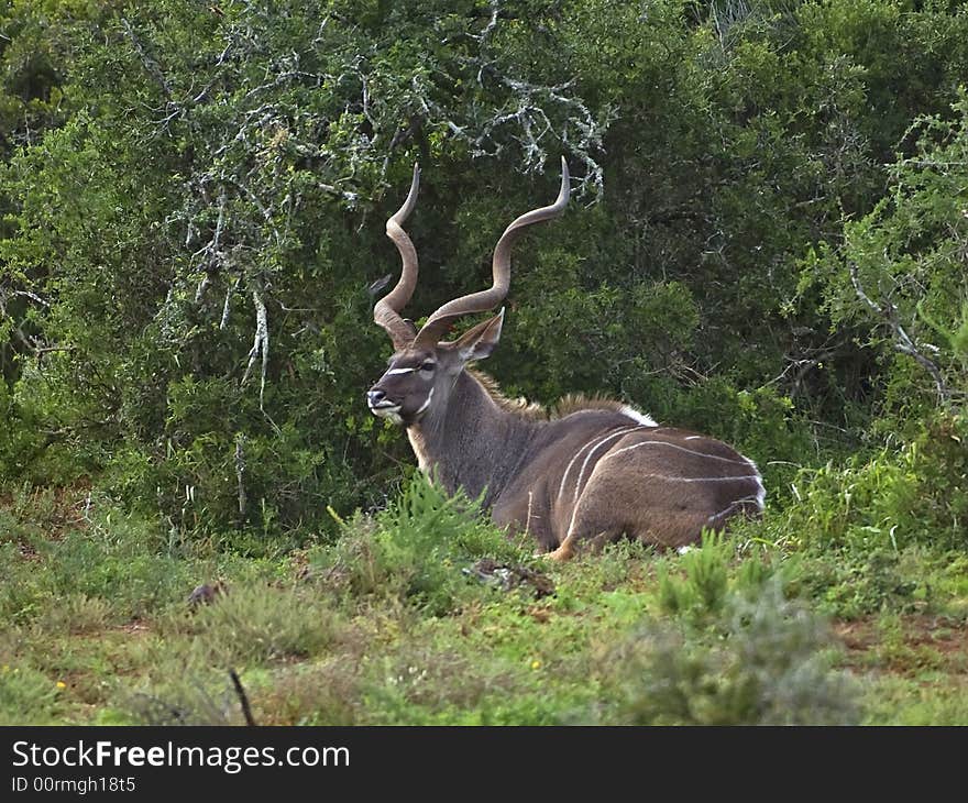 Resting Kudu