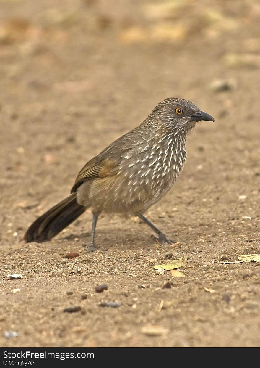 Arrow Marked Babbler