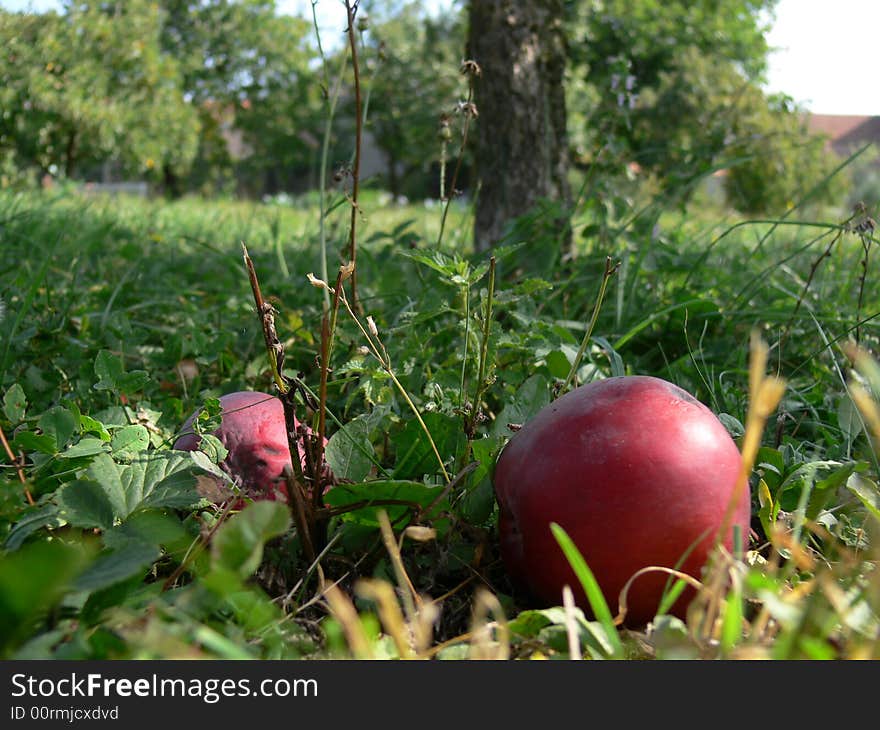 Red apple under the tree. Red apple under the tree