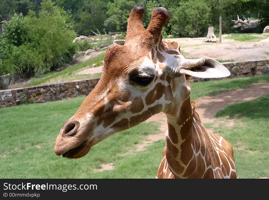 Friendly Giraffe