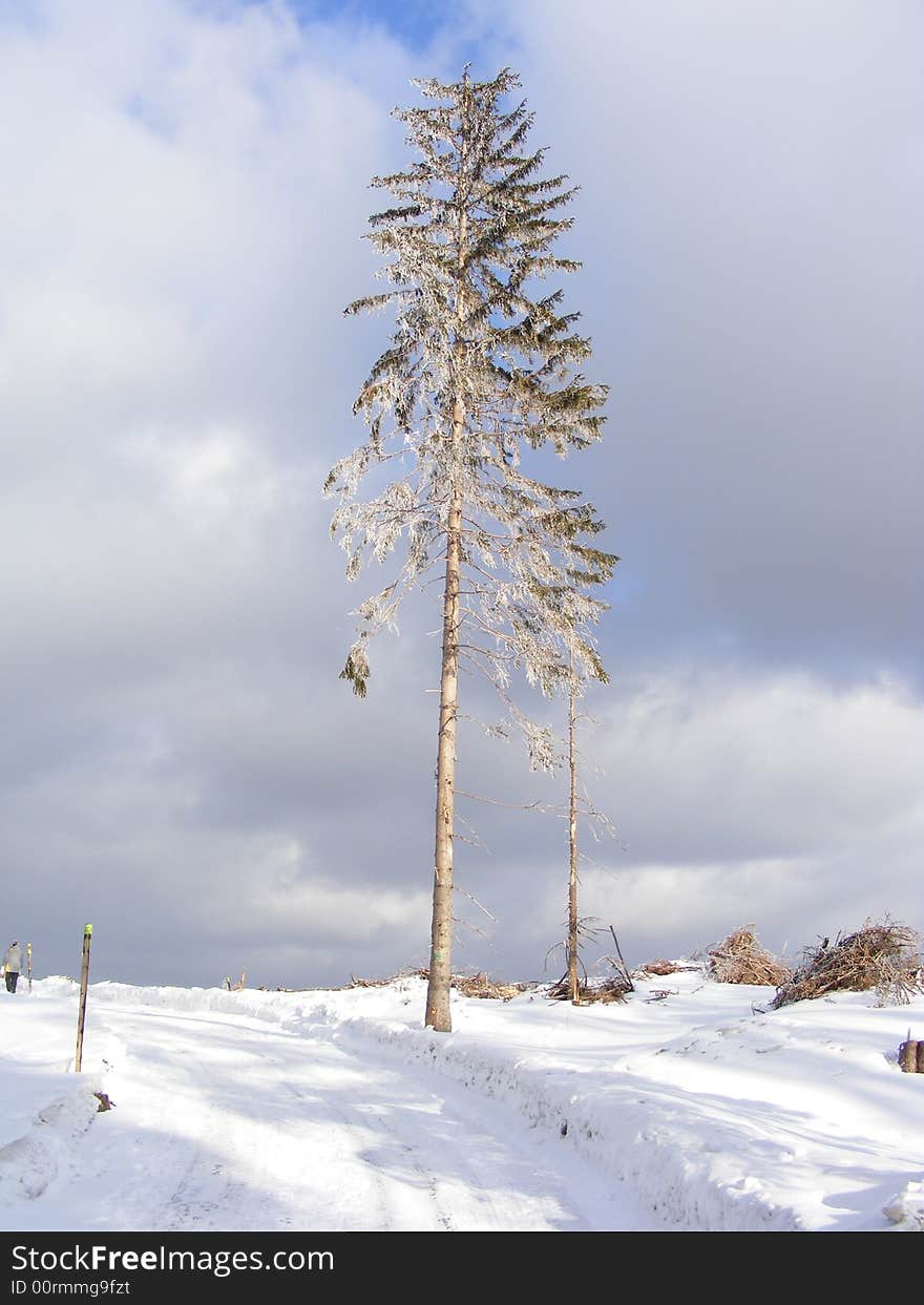 Winter Tree