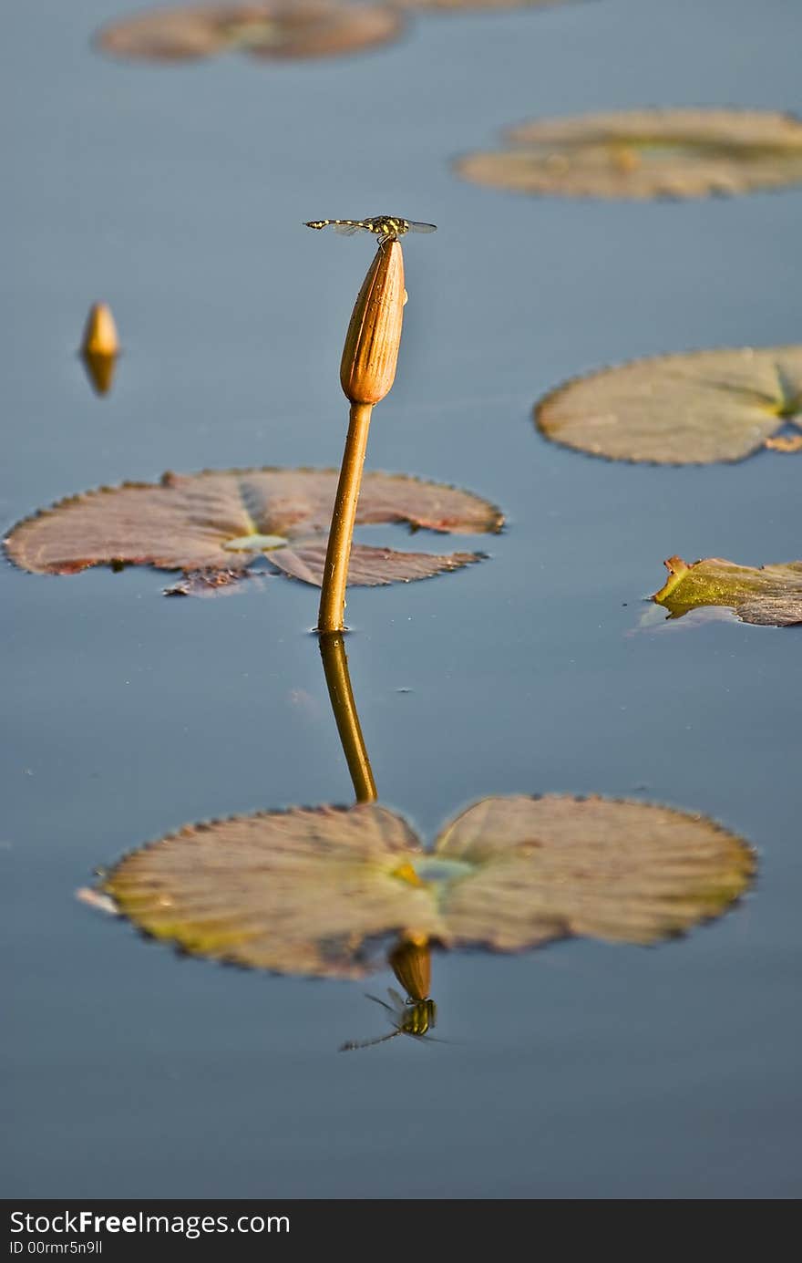 Dragonfly on a lotus flower, Angkor Wat, Cambodia.