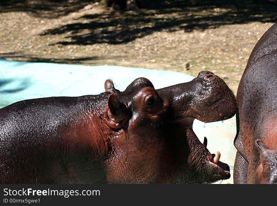 Two hippos play together - Safari Park (Pombia - Lake Maggiore). Two hippos play together - Safari Park (Pombia - Lake Maggiore)