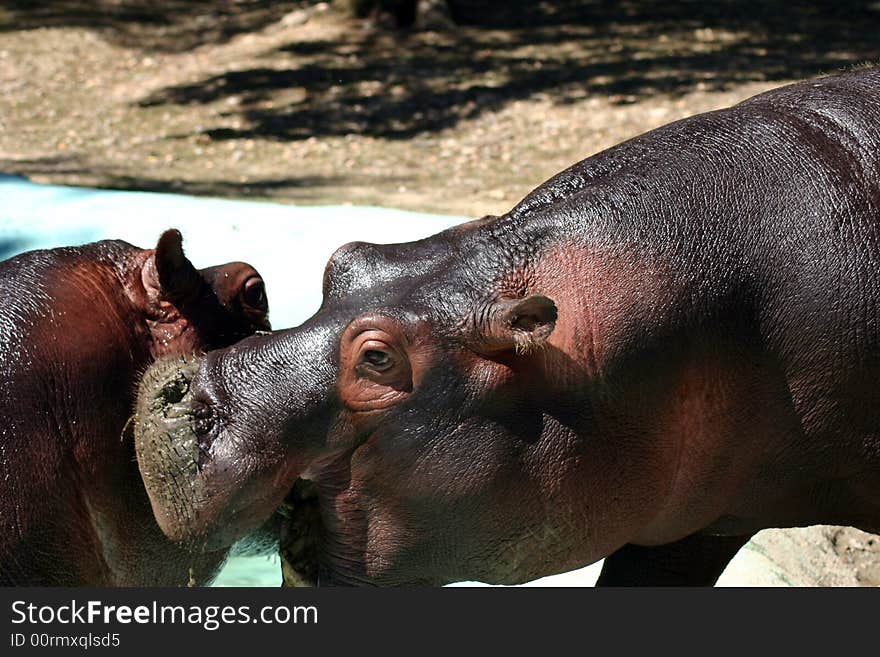 Two hippos play together - Safari Park (Pombia - Lake Maggiore). Two hippos play together - Safari Park (Pombia - Lake Maggiore)