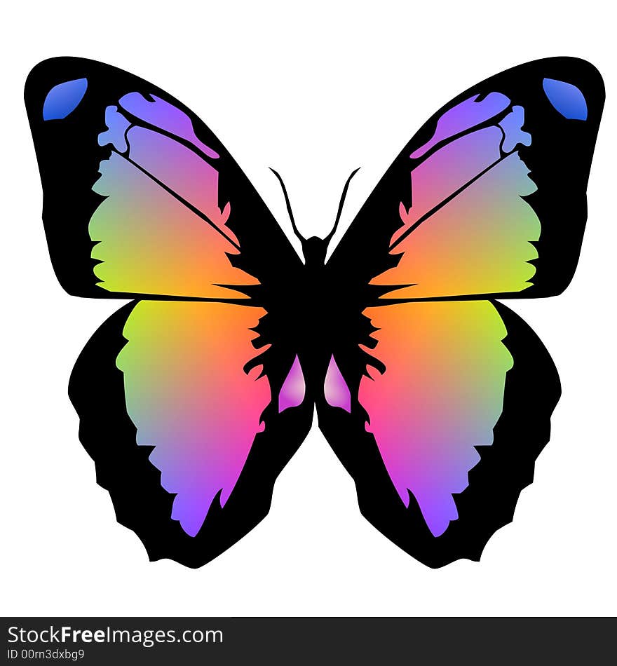 Ornamental butterfly in radiant colours. Ornamental butterfly in radiant colours.