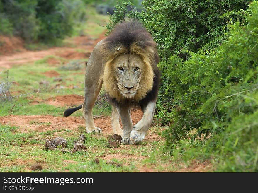 A carefully approaching Male lion is a memorable sight. A carefully approaching Male lion is a memorable sight