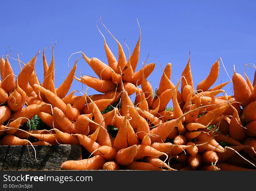 Fresh carrots display on blue sky. Fresh carrots display on blue sky