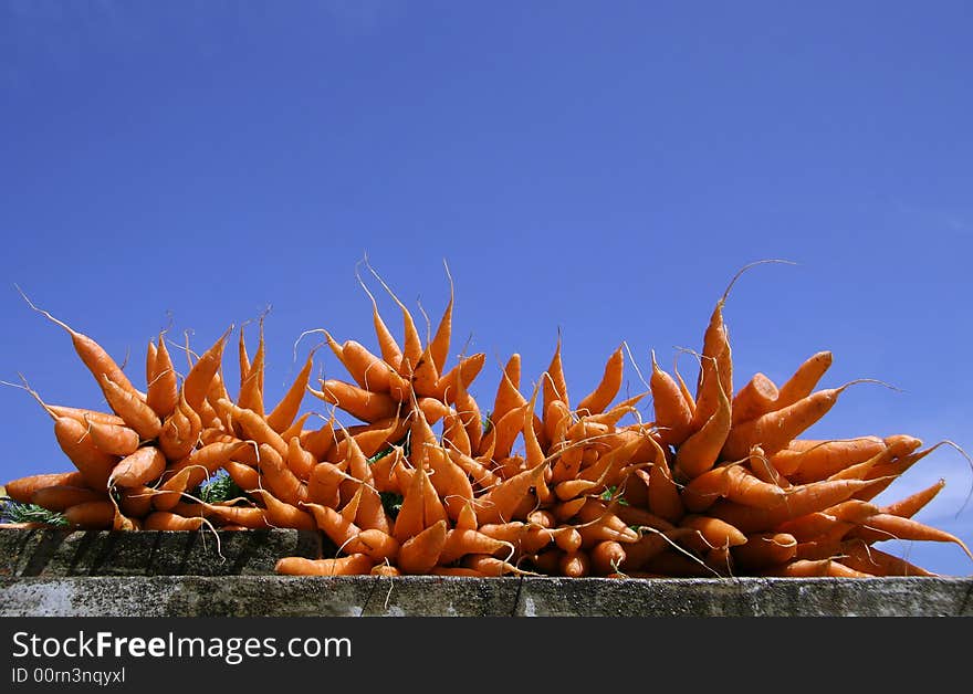 Fresh carrots display on blue sky. Fresh carrots display on blue sky