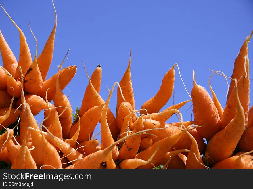 Carrot Display