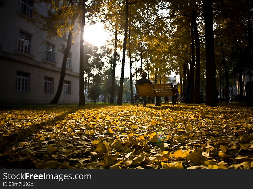 Ginkgo leaves