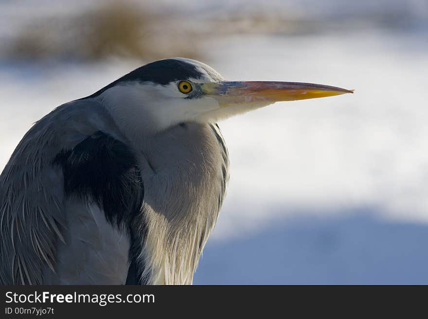 A great blue heron