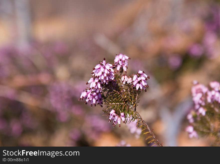 Heather plant