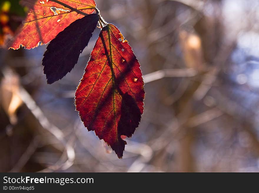 Red leaf