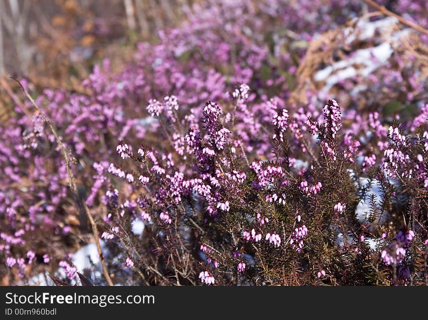 Heather Plant