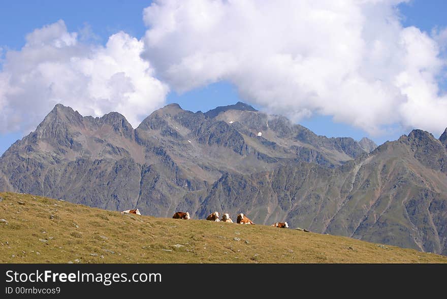 Group of cows resting on a meadow