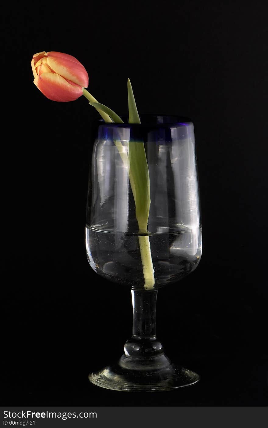 Tulip alone in a cup