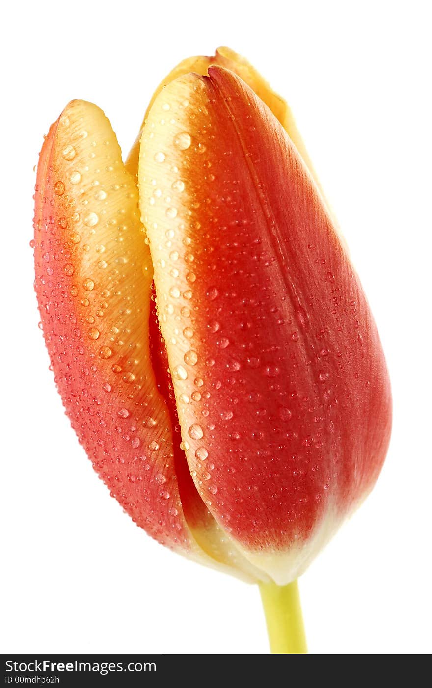 Close up of a tulip