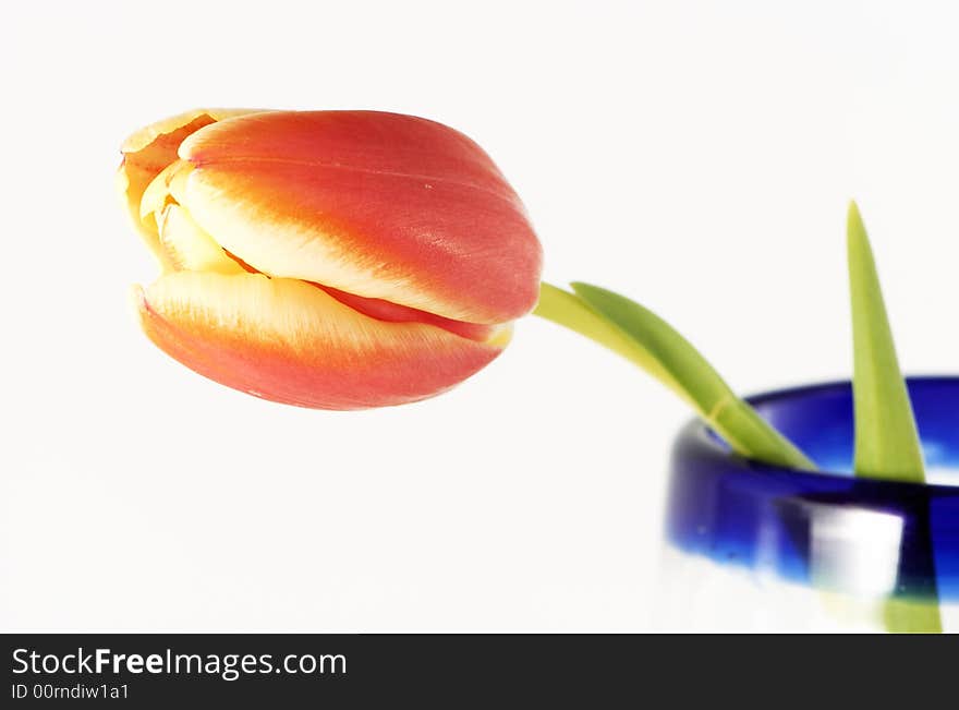 Nice tulip on a cup