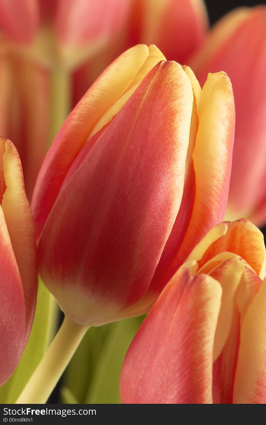 Group of nice red tulips