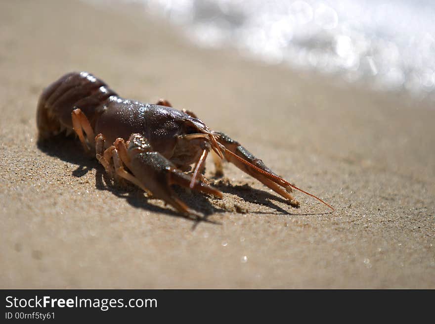 Crawfish at the seashore, lying on the sand, closeup. Crawfish at the seashore, lying on the sand, closeup