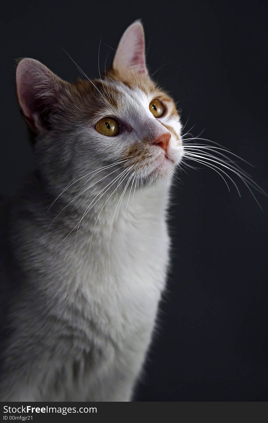 Kitten s portrait.