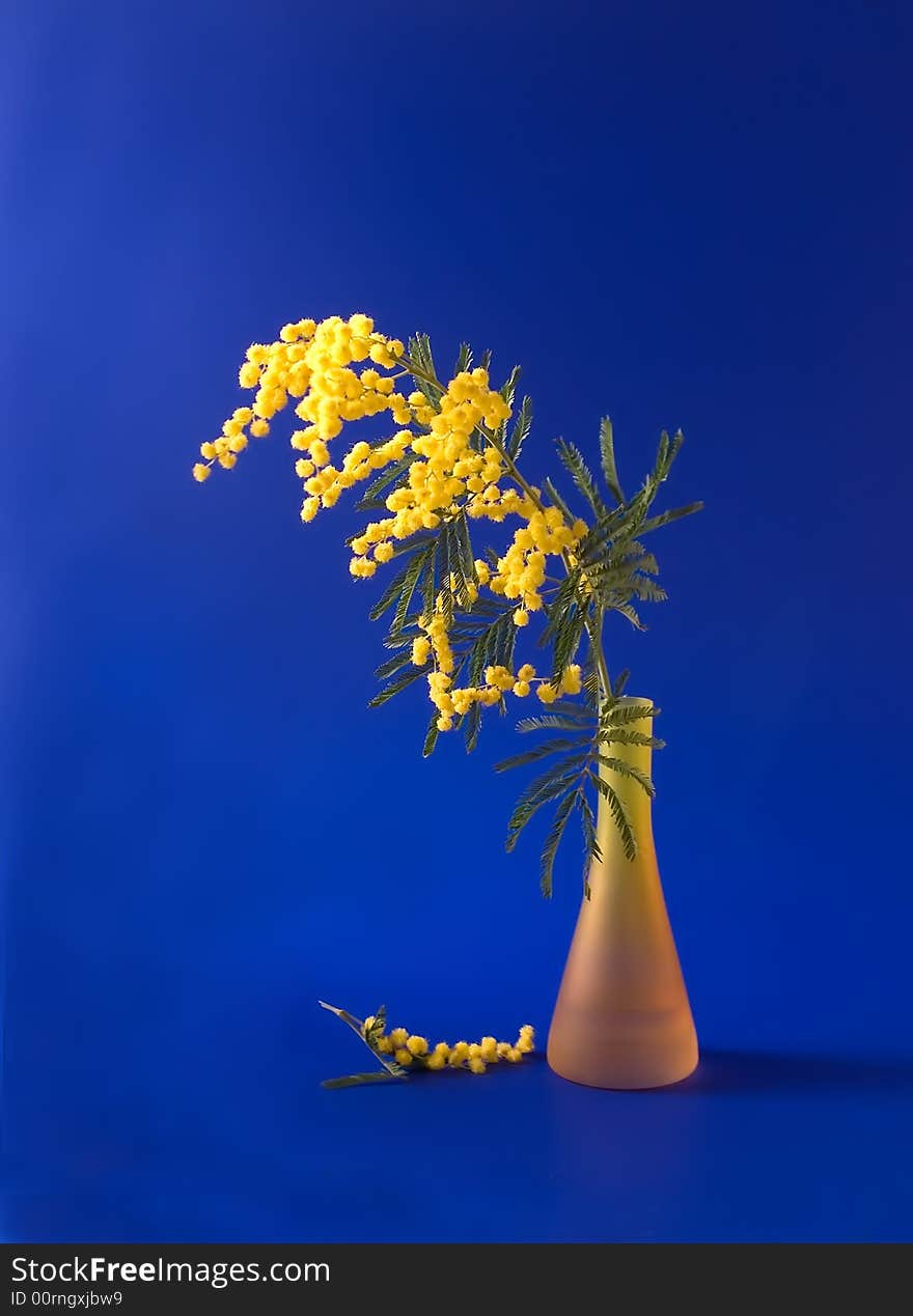 Mimosa in the orange vase on blue background