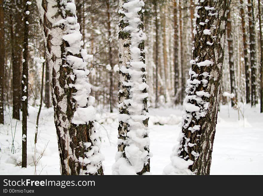 Three birch trunks in winter forest