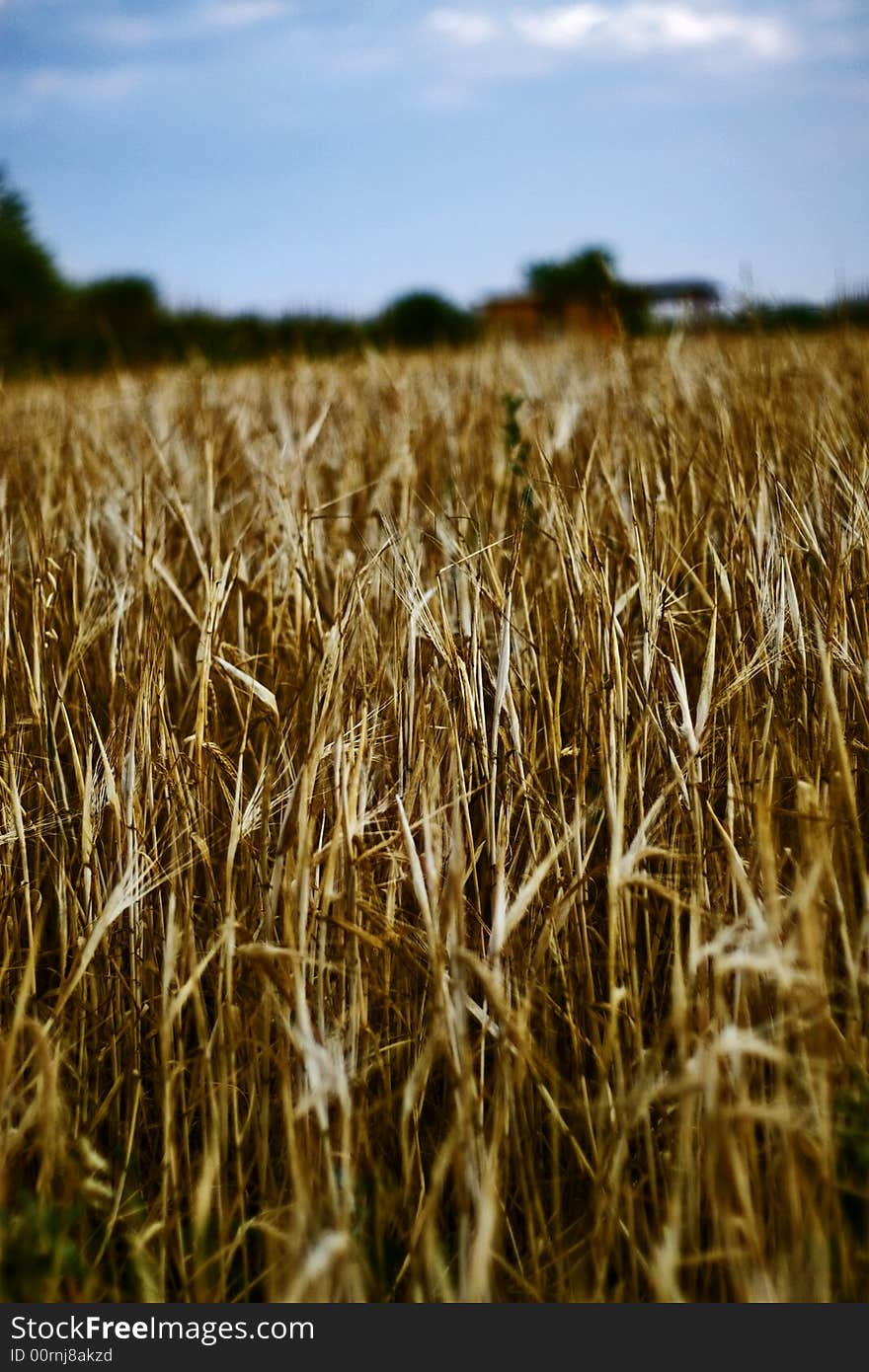 Field of harvested wheat, image close to the ground. Field of harvested wheat, image close to the ground.