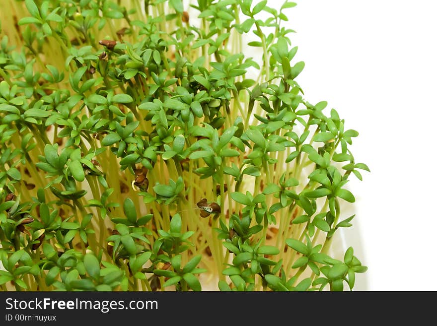 Close-up of fresh green delicate cress