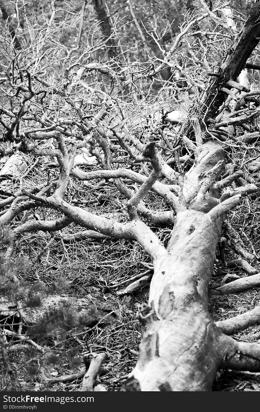 Fallen pine tree in the forest. Fallen pine tree in the forest