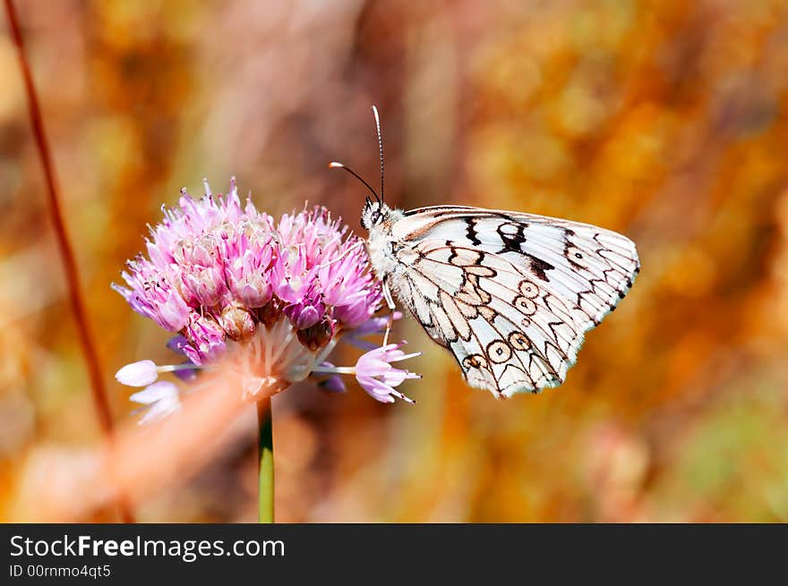 White butterfly on brown background