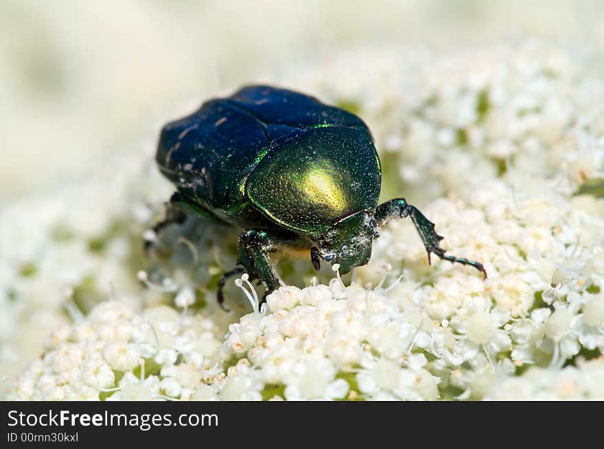 Cetonia aurata beetle